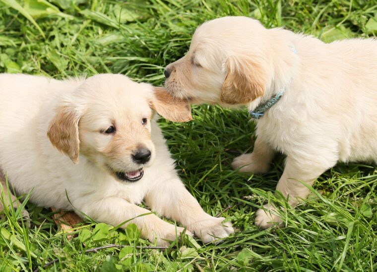 じゃれ合う2匹の犬